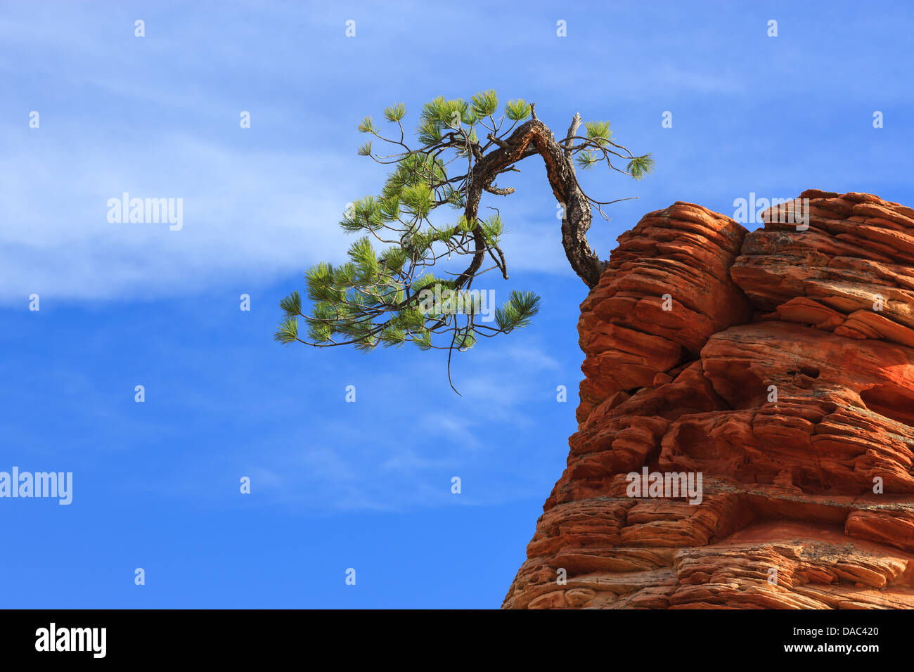 Pinyon-Kiefer (Pinus Edulis) auf Sandstein im Zion National Park Stockfoto