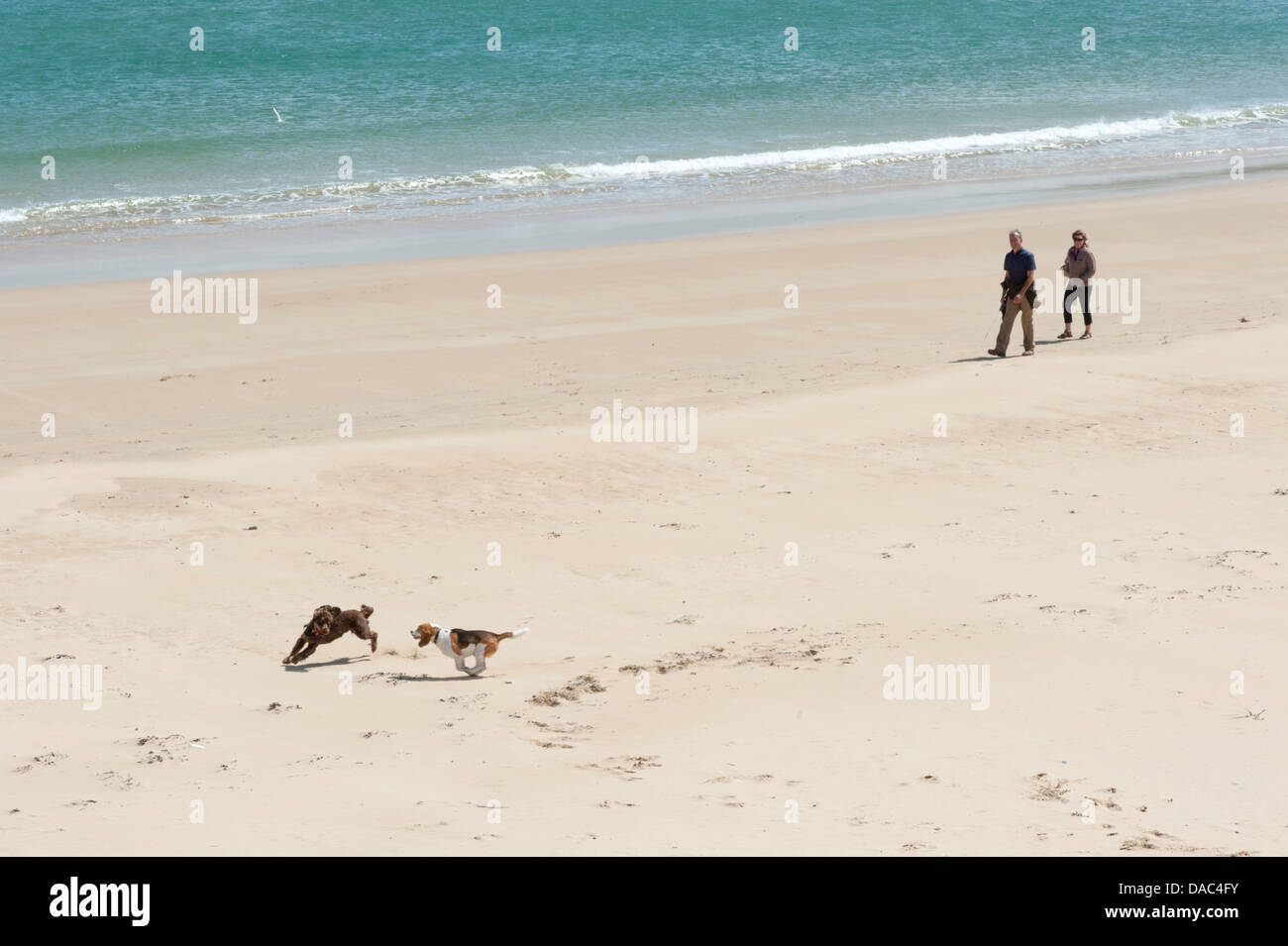 Zwei Menschen zu Fuß auf einem Strand mit Hunde laufen Stockfoto