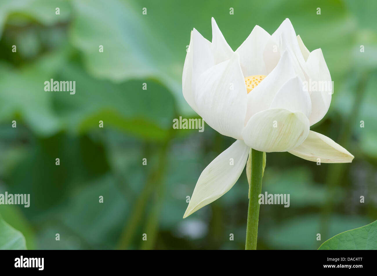 Lotusblume in voller Blüte (Nelumbo Nucifera) Stockfoto