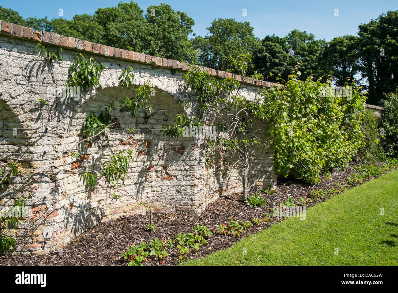 Buchten für die Erhaltung der Wärme für Obstbäume an einer Wand der einen viktorianischen Garten Stockfoto
