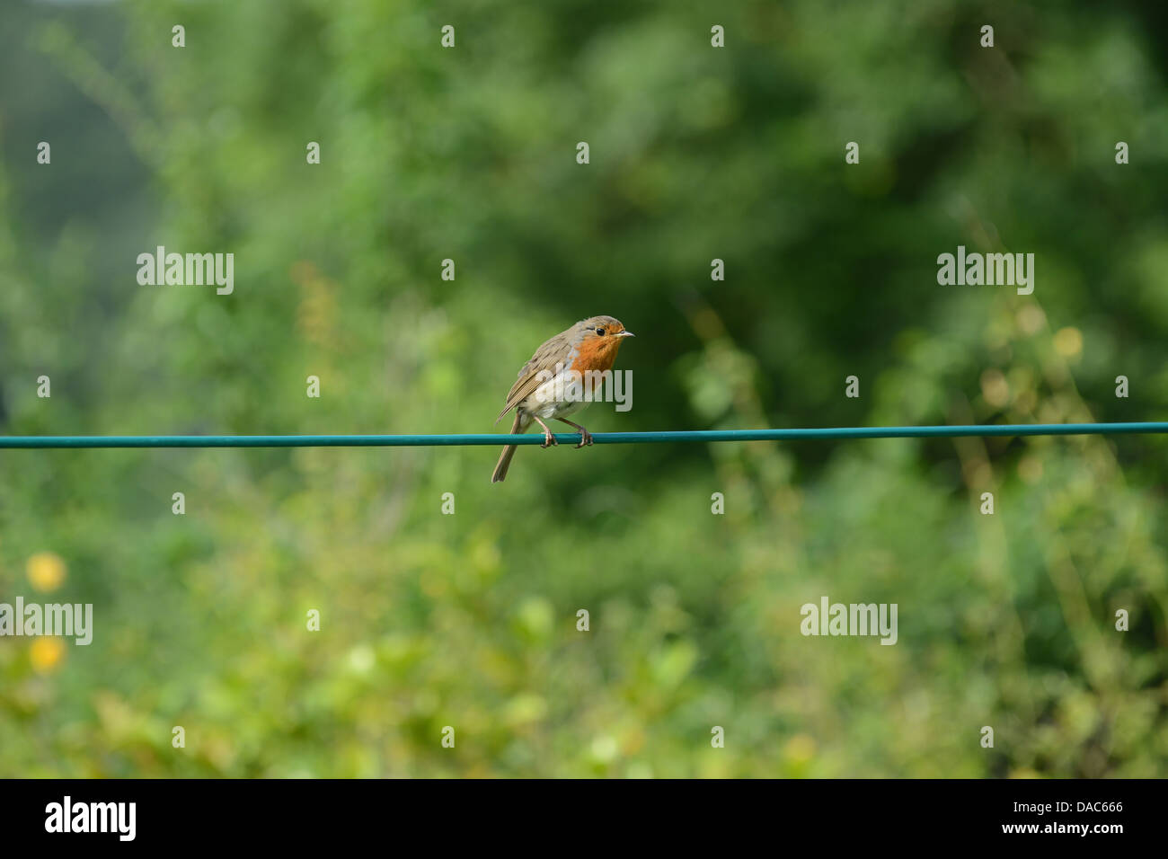 Robin Gartenvögel auf Wäscheleine Uk Stockfoto