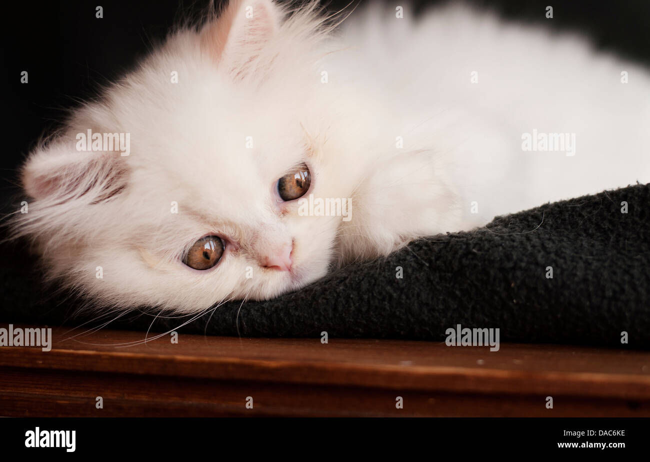 Wunderschöne Perser Kätzchen Stockfoto