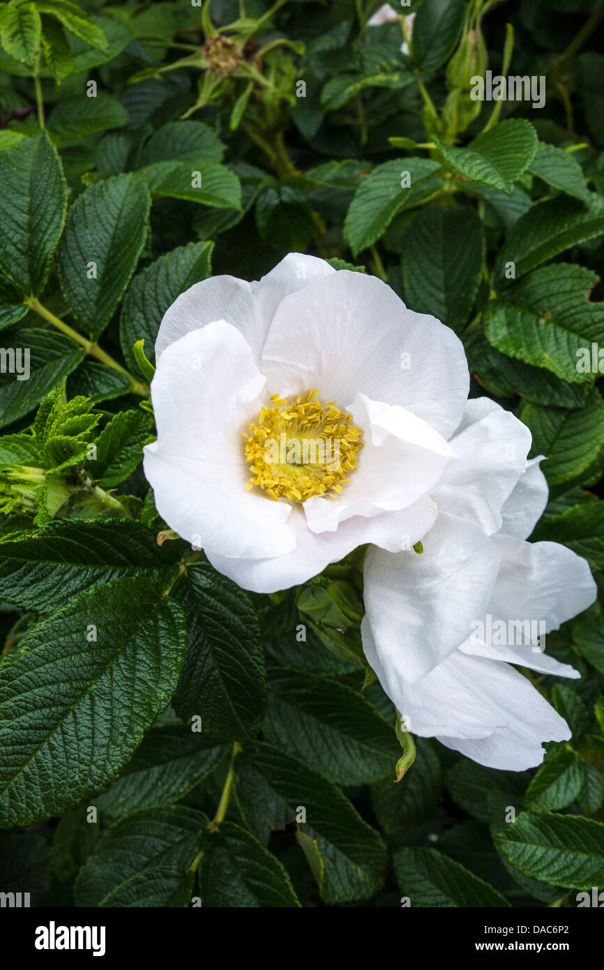 Wilde Rose - weiß-Rosa Canina (allgemein bekannt als die Hundsrose) Blumen Stockfoto