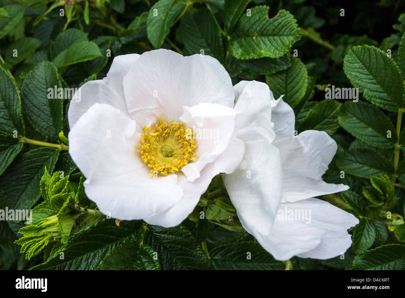 Wilde Rose - Weiß-Rosa Canina (allgemein bekannt als die Hundsrose) Blumen Stockfoto