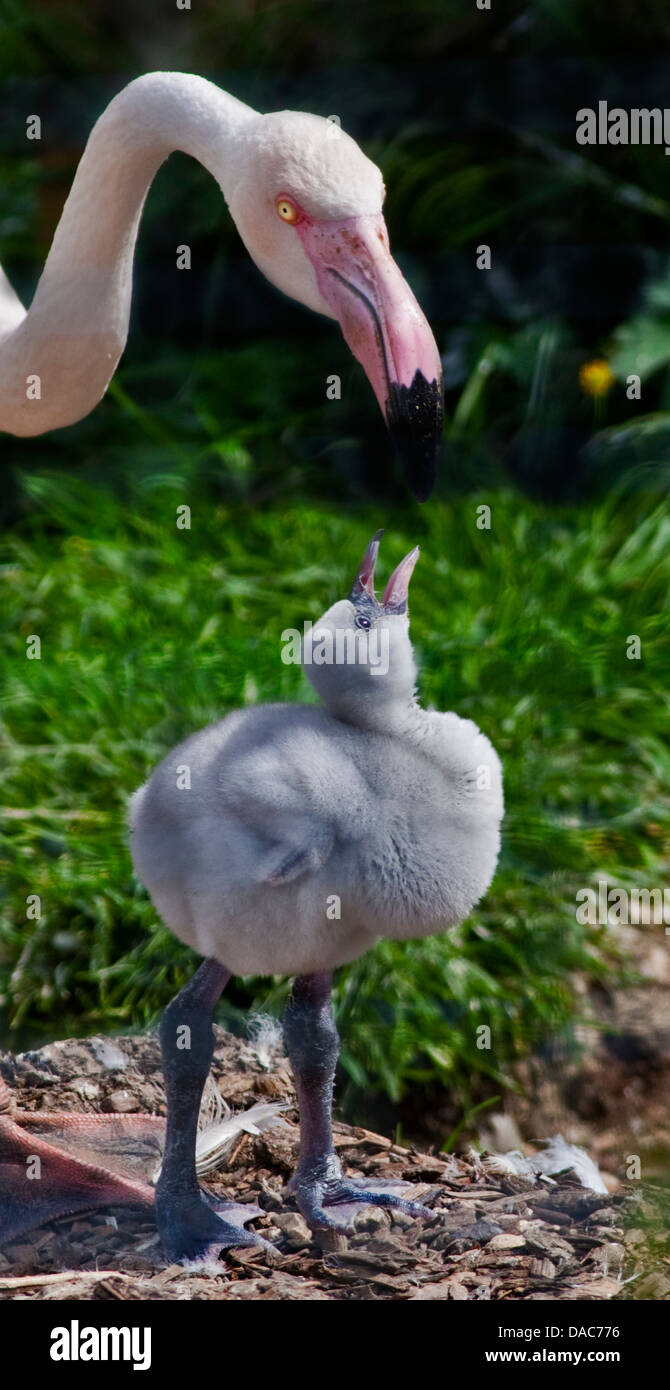 Rosaflamingo (Phoenicopterus Roseus) und Küken Stockfoto