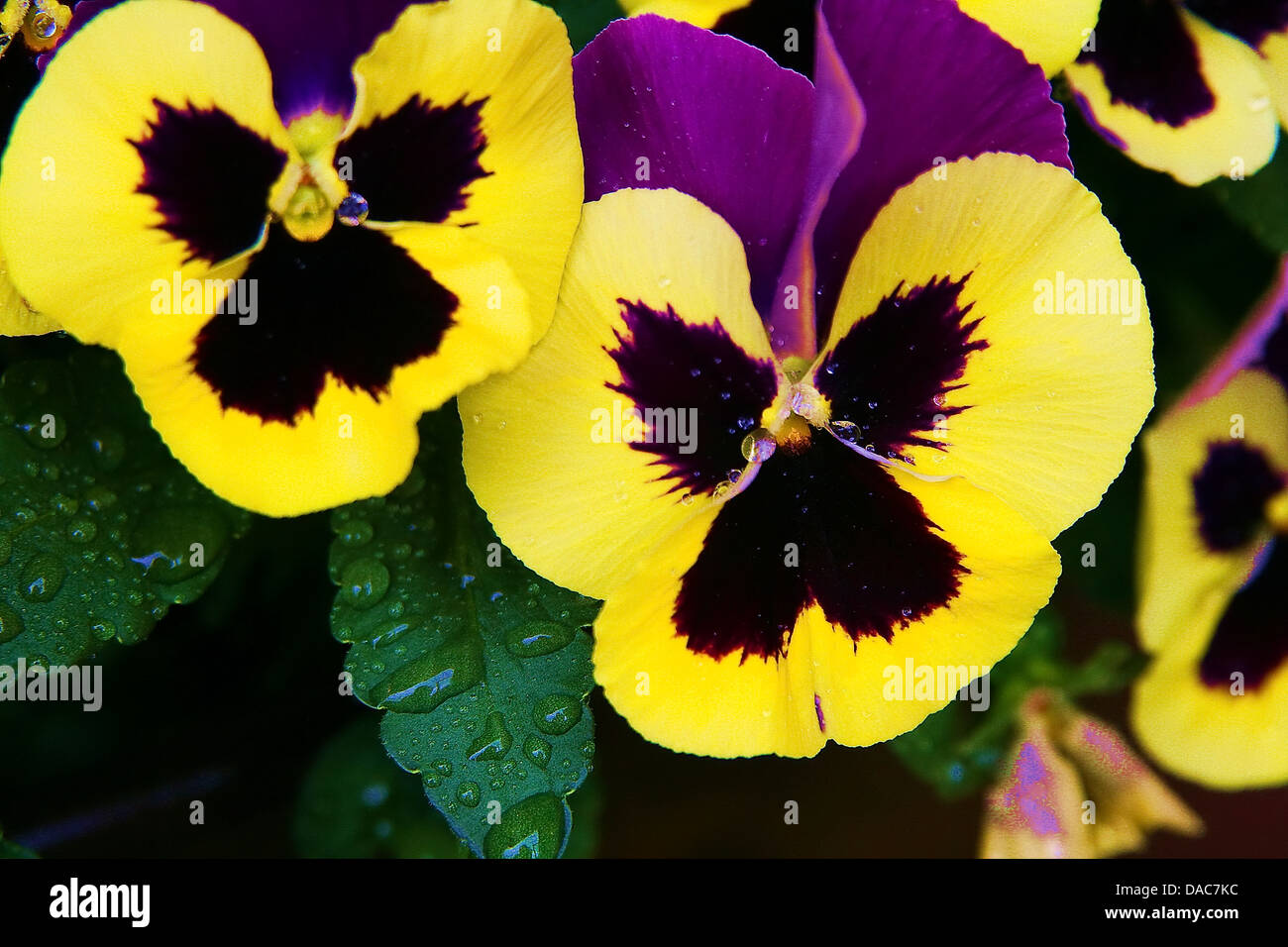 Closeup Aufnahme der Blume wie Tag und Nacht, schöne Natur Hintergrund Stockfoto