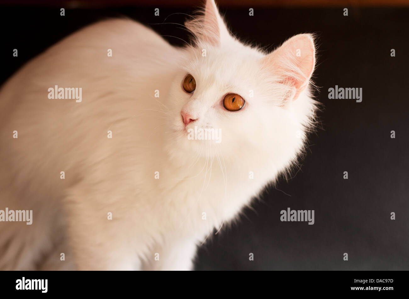 Weiße Perserkatze Stockfoto