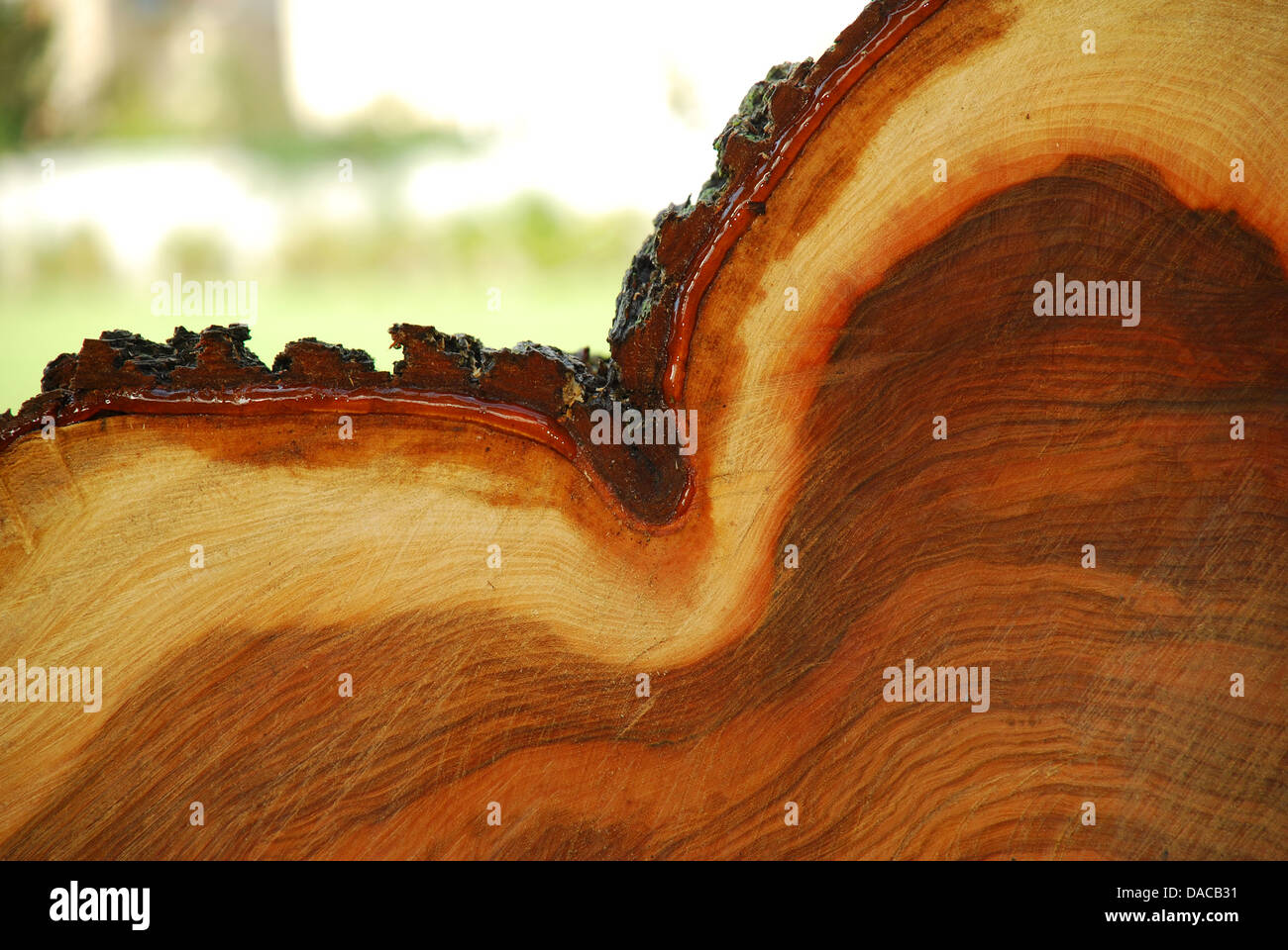 Querschnitt durch einen Baumstamm in einem horizontalen format Stockfoto