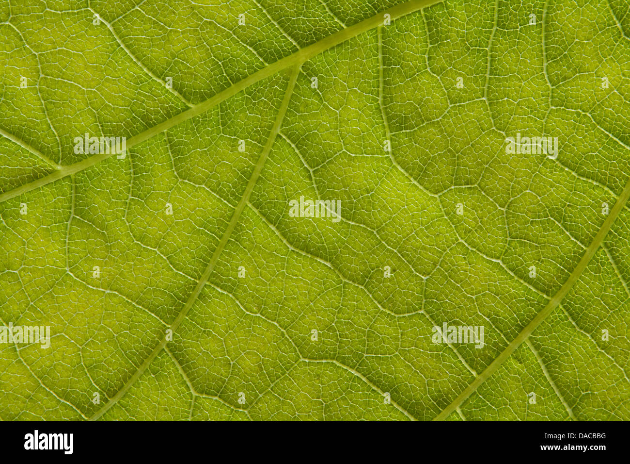 Extreme Makro Blatt Detail große Hintergrund für Botanik und Biologie wissenschaftliche Aufsätze Stockfoto
