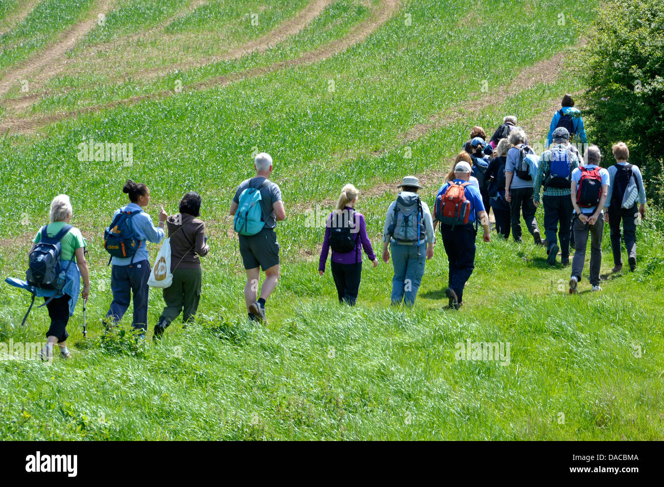 Rückansicht Männer und Frauen Walkers in einer großen organisierten Gruppe, die sich auf den sommerlichen Wanderweg entlang des Fußwegs auf dem Ackerland in North Weald Essex England aufmacht Stockfoto