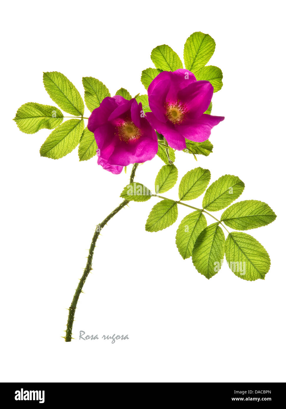 Rugosa rose = japanische rose = Ramanas rose (Rosa Rugosa) Blumen und Blätter auf dem weißen Hintergrund Juli England UK Europe Stockfoto