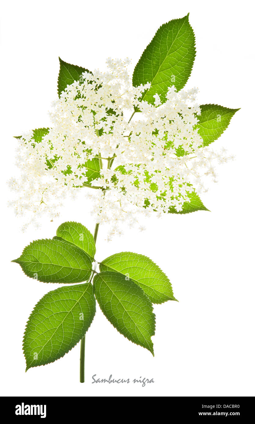 Holunder (Sambucus Nigra) Blüten und Blätter auf dem weißen Hintergrund ...