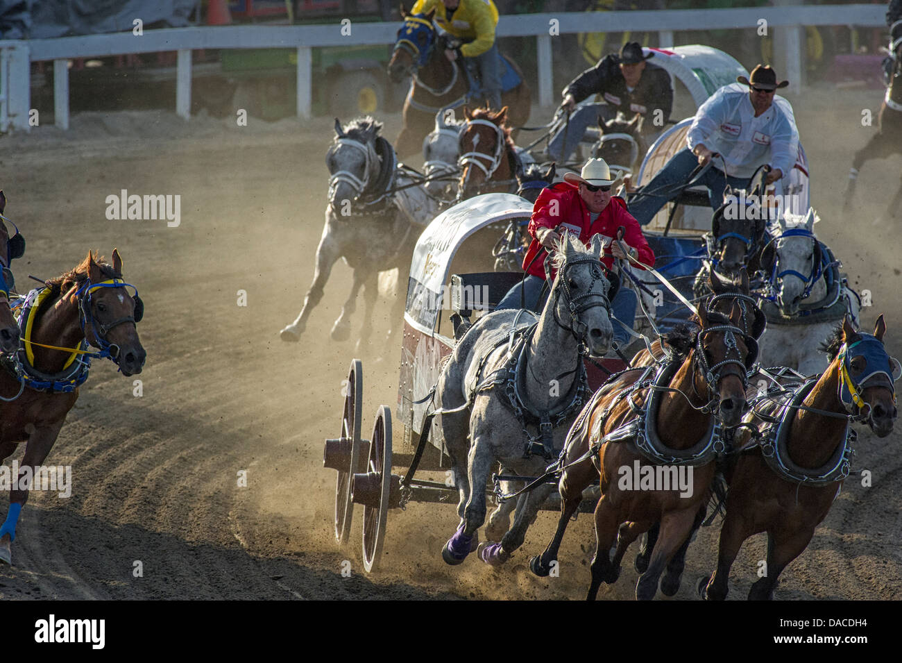 Chuckwagon Rennen bei der Calgary Stampede Stockfoto