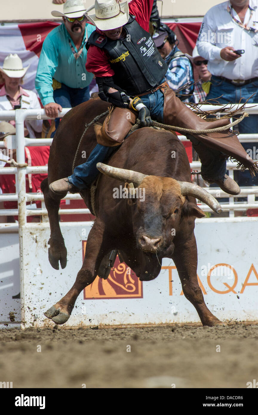 Bull Riding Event bei der Calgary Stampede Stockfoto