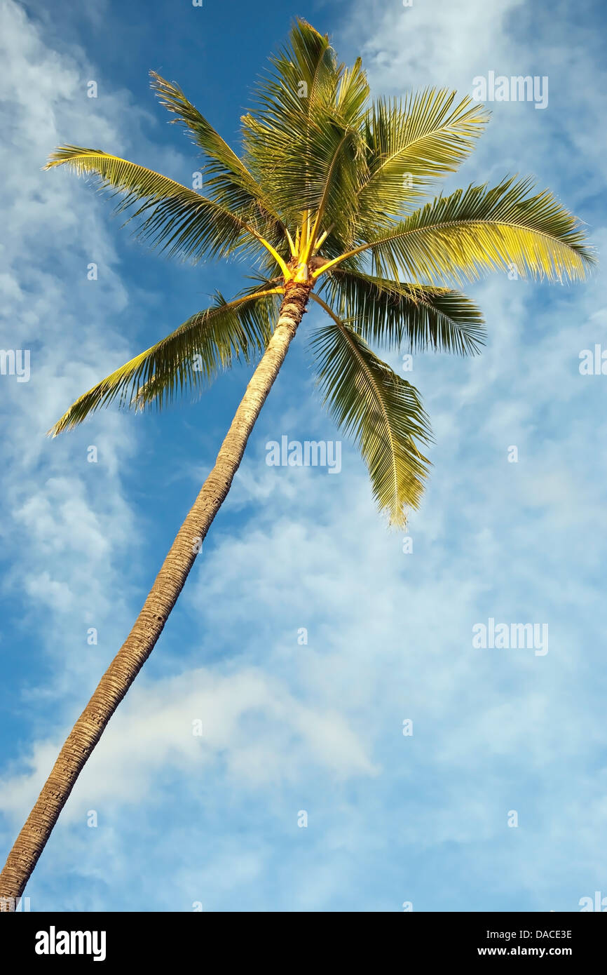 Palme mit azurblauen Himmel mit Wolken im Hintergrund Stockfoto