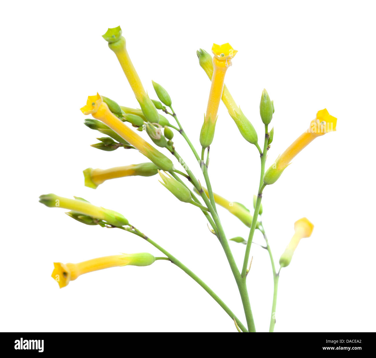 Nicotiana Hastata, Baum Tabak, isoliert auf weißem Stockfoto