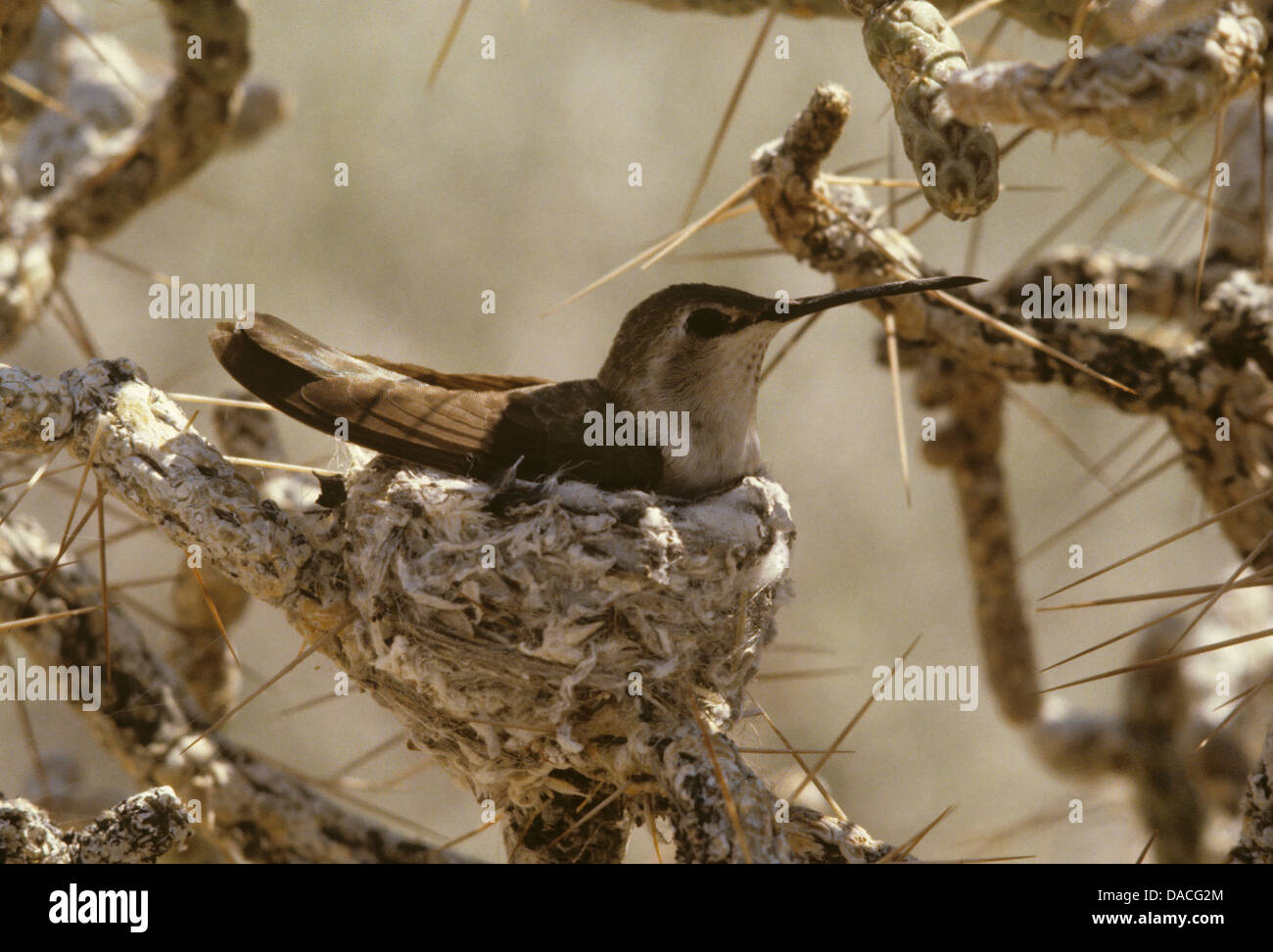 Verschachteln von weiblichen Costa Kolibri, 820424_024 Stockfoto