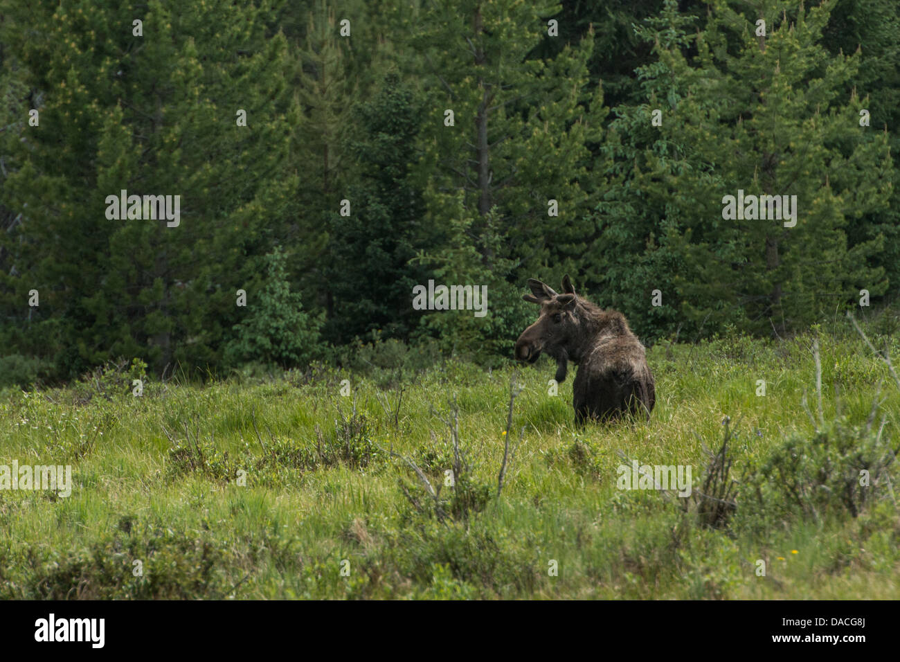 Fotografieren von einen Elch im Wald, leicht drehen den Kopf in Richtung der Kamera. Stockfoto