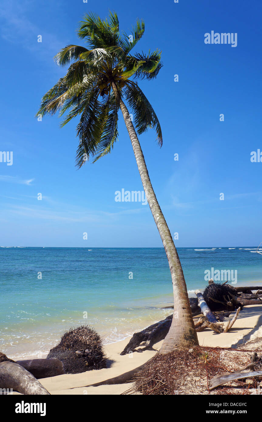 Kokospalme, die langsam an einem tropischen Strand vom Meer erodiert Stockfoto