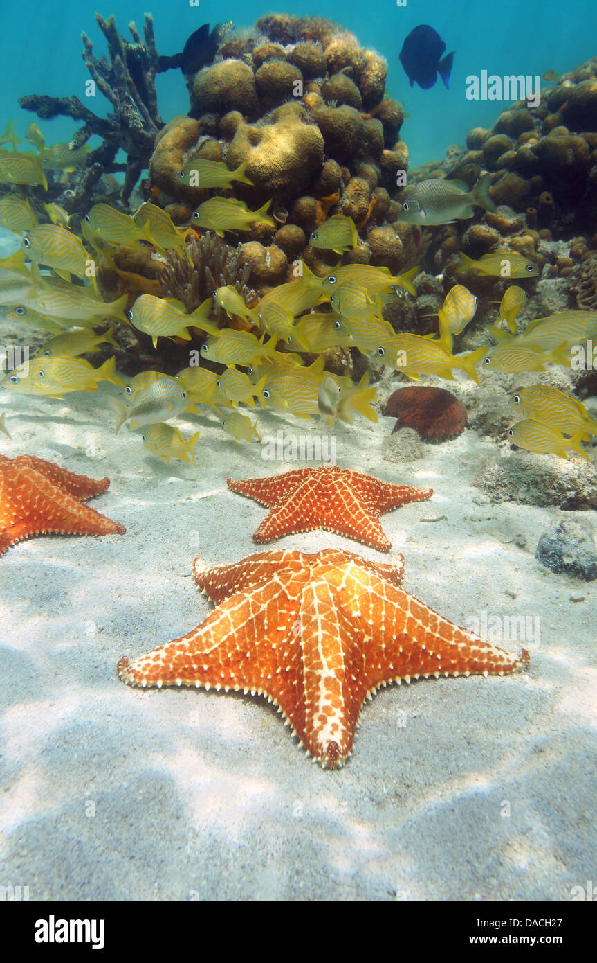 Seesterne in einem Korallenriff mit Fischschwarm im Hintergrund, Karibik Stockfoto