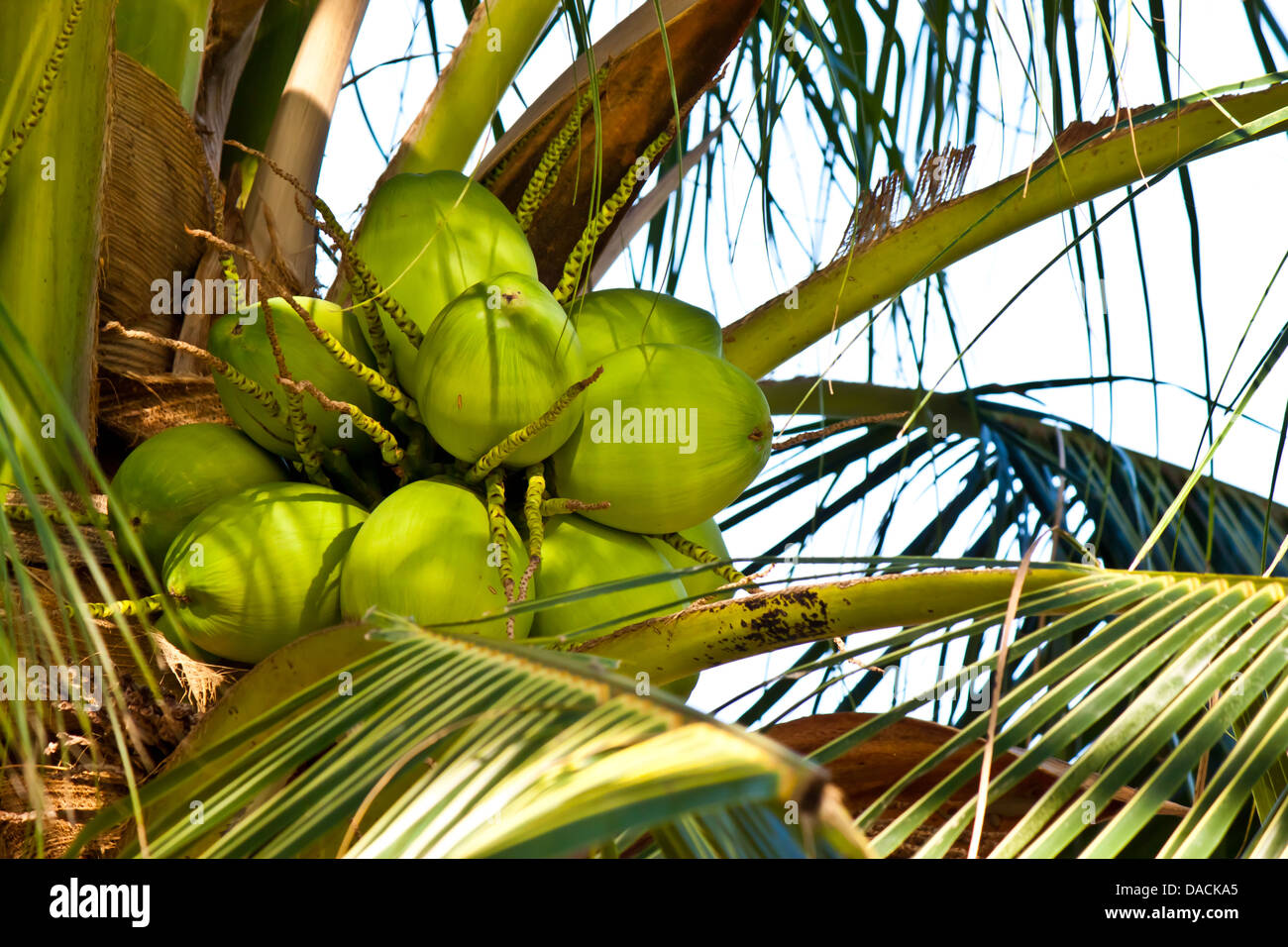 Kokosnuss auf Baum Stockfoto