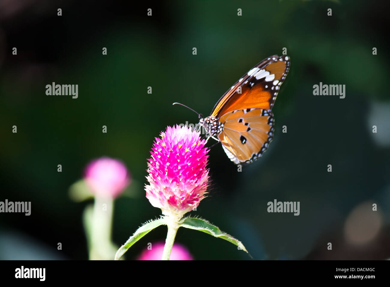 Schmetterling mit Blumen Stockfoto