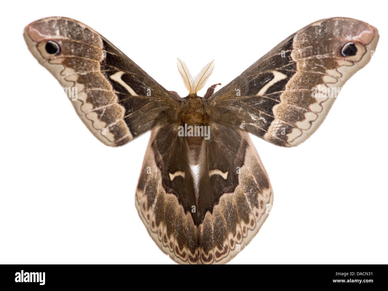 Top Schuss eine braune Promethea Motte (Callosamia Promethea) zeigt das gesamte Muster seiner Flügel Stockfoto