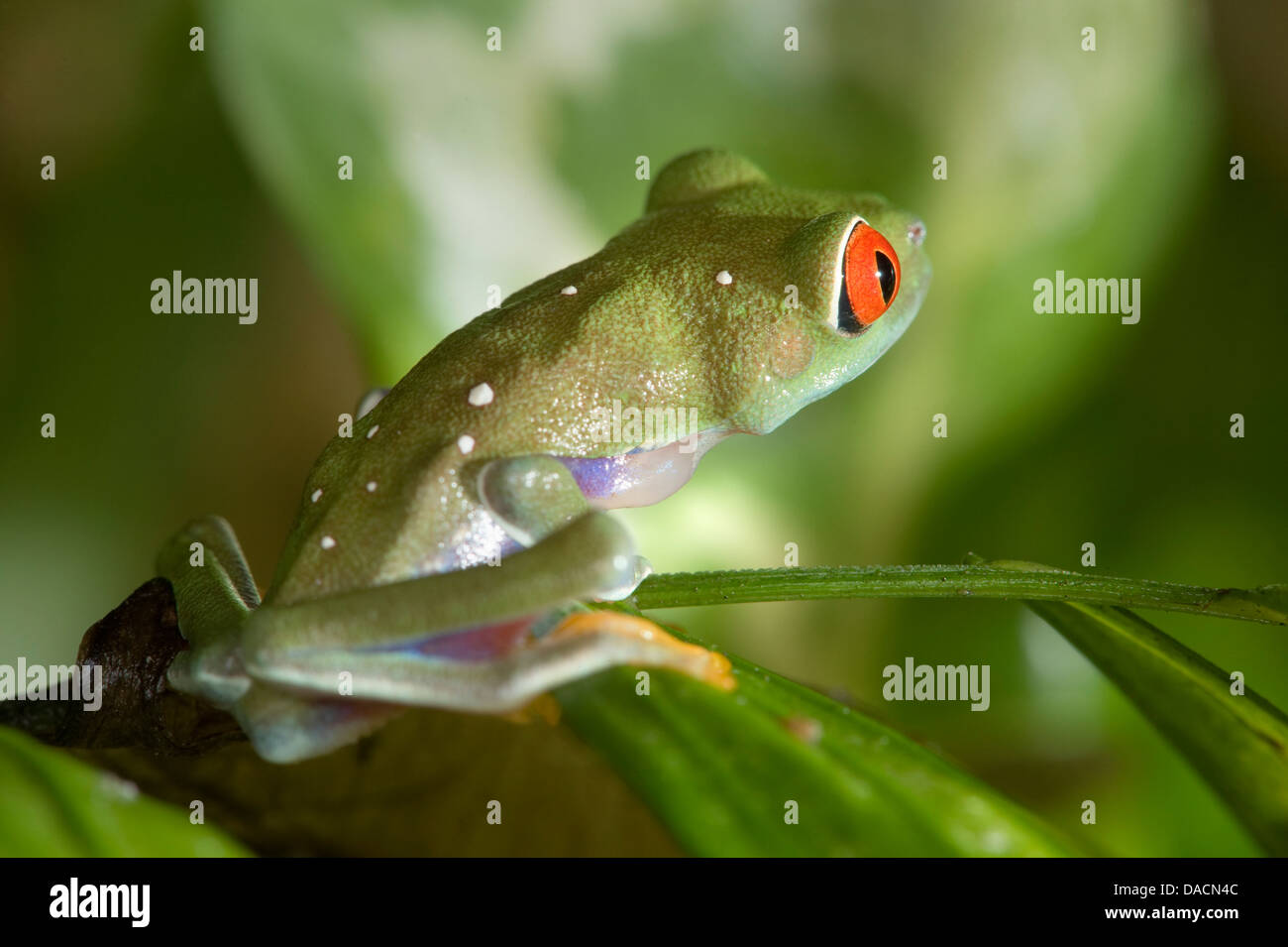 Red eyed Laubfrosch (Agalychnis Callidryas) sitzt auf einem Blatt Stockfoto