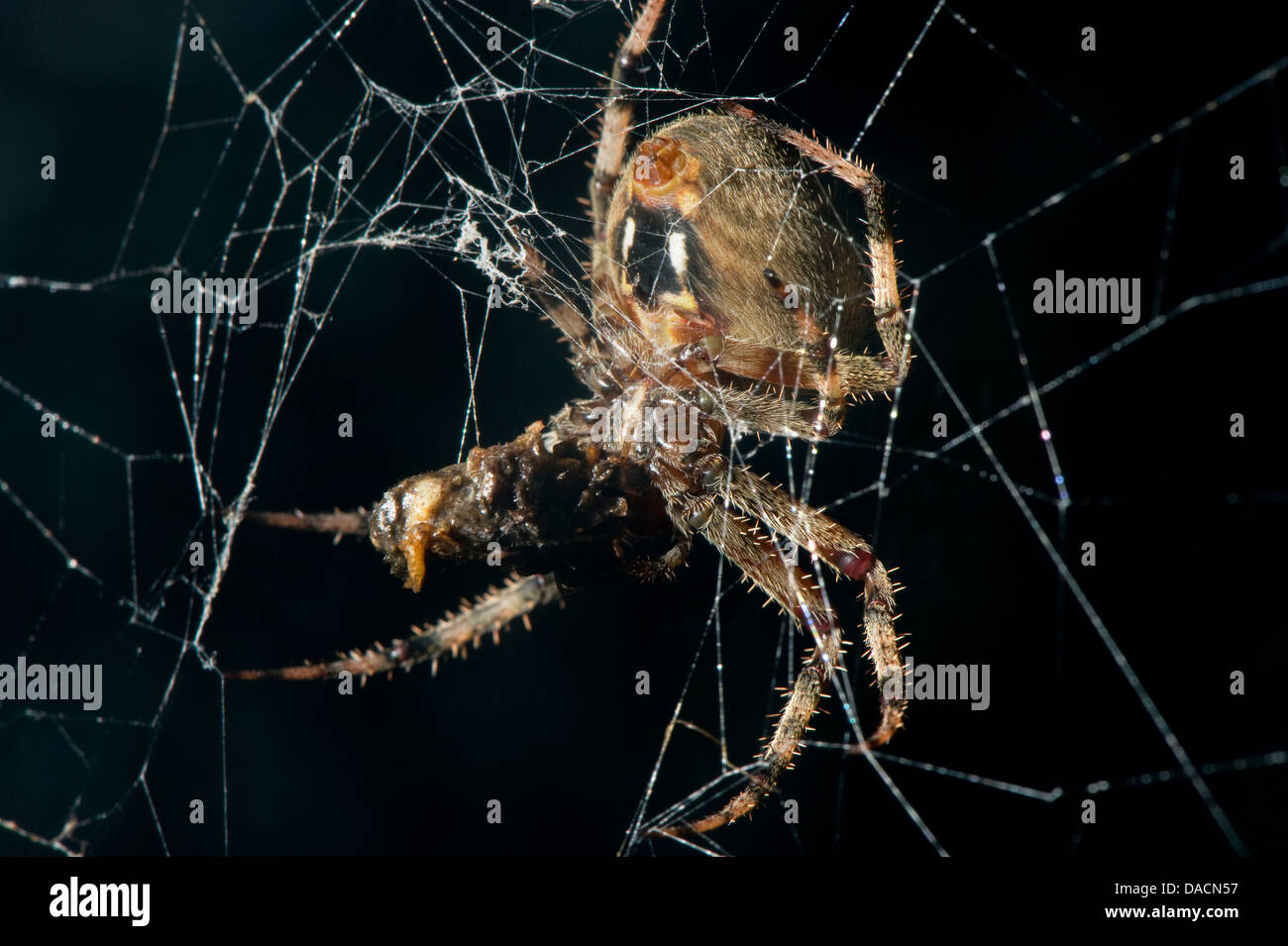 Orb weben Spinne (Neoscona Crucifera) von der Unterseite zeigt seine Markierungen. Stockfoto