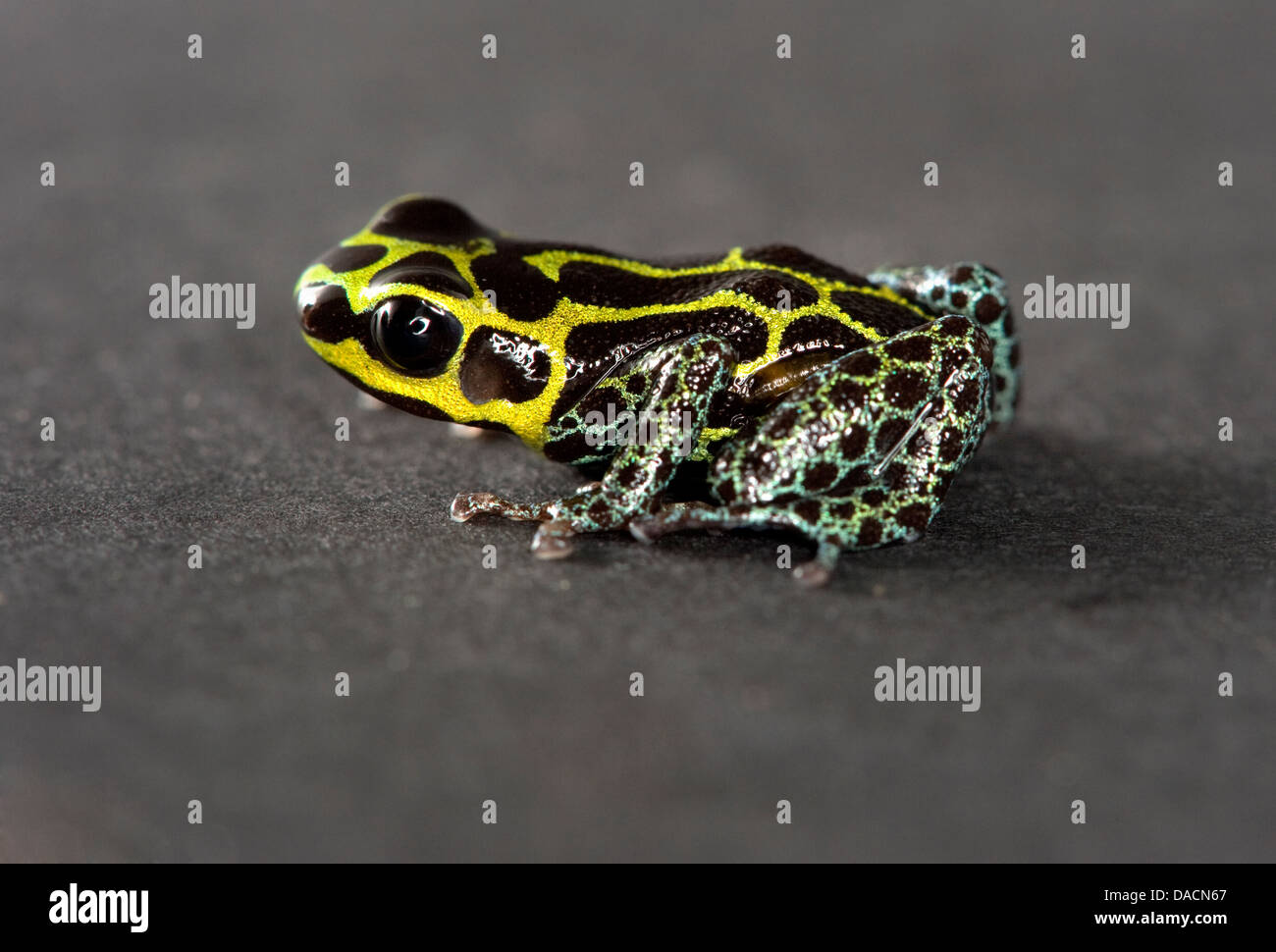 gelb schwarz und grün getupft Pfeilgiftfrosch (Gattung Ranitomeya) Stockfoto