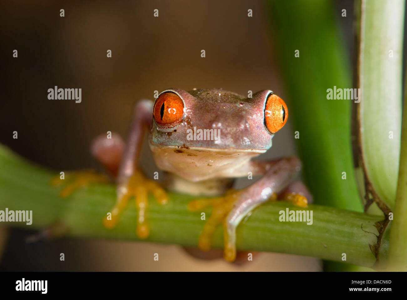 purple Red eyed Laubfrosch (Agalychnis Callidryas) Stockfoto