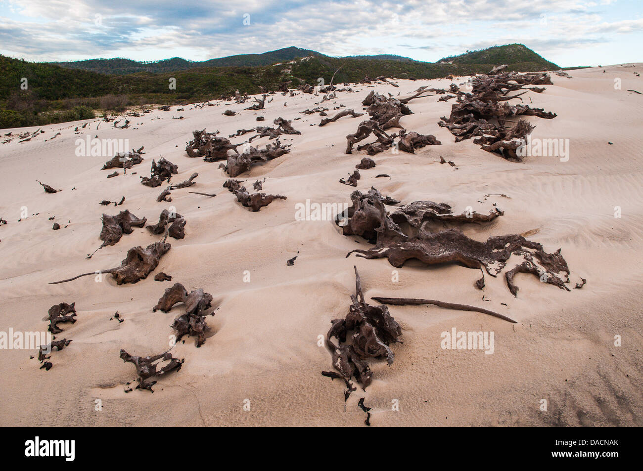 Tote Bäume fallenden vordringenden Sanddüne, Moreton Island, Queensland, Australien Stockfoto