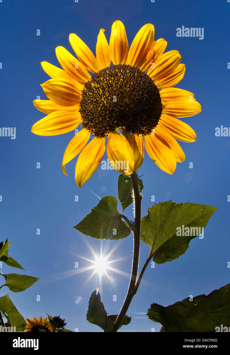 Die Blüte einer Sonnenblume steht in einem Feld in der Nähe von Egelsbach, Deutschland, 30. September 2011. Foto: Frank Rumpenhorst Stockfoto