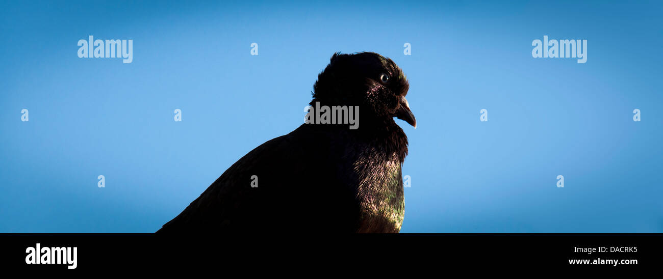 Die Blendung - rostfarbenen Felsen Pigeon Blue-Sky Hintergrund mit schillernden Federn in den späten Nachmittag Licht leuchten. Stockfoto Die Blendung - rostfarbenen Felsen Pigeon Blue-Sky Hintergrund mit schillernden Federn in den späten Nachmittag Licht leuchten. Stockfoto