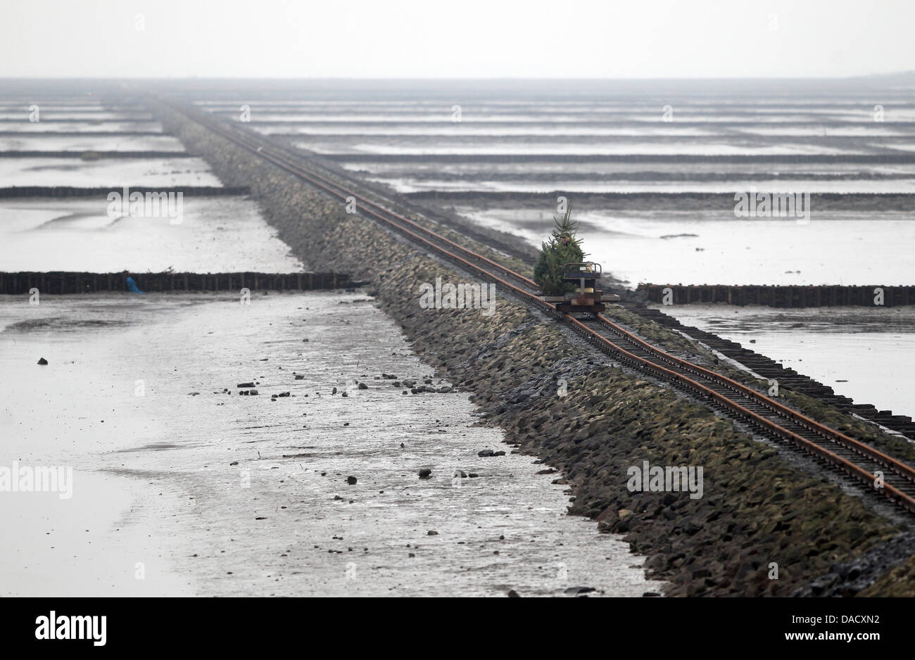 August Glienke, Bewohner der Hallig Insel transportiert seine Weihnachtsbäume auf einer Schiene Wagen Nordstrandischmoor, Deutschland, 20. Dezember 2011. Hallig ist mit dem Festland durch eine 3,8 Kilometer Eisenbahn verbunden. Nordstrandischmoor ist mit 18 Einwohnern. Foto: KAY NIETFELD Stockfoto