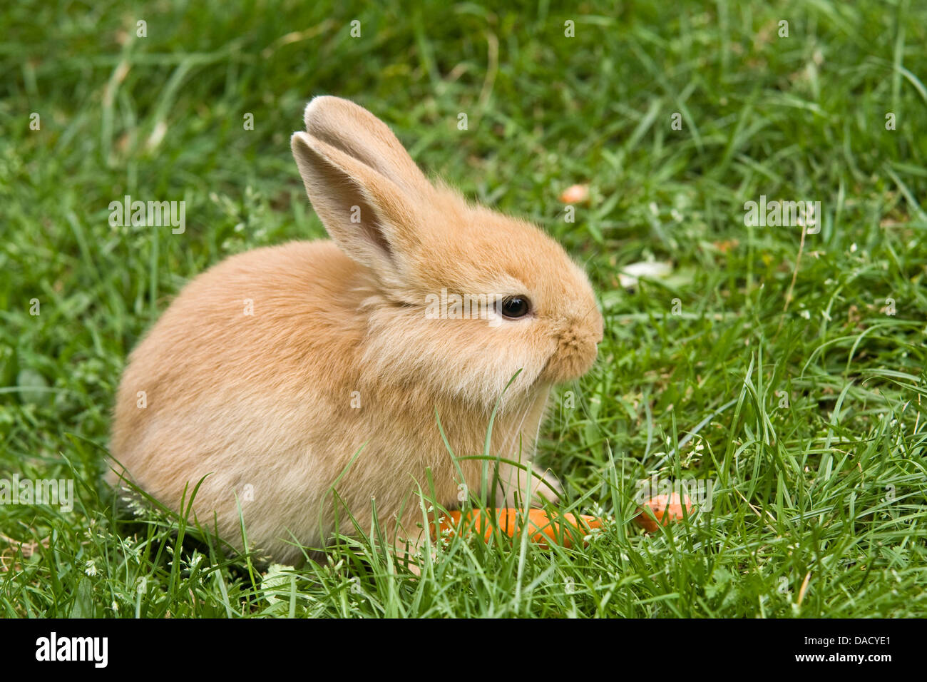Löwenkopf Kaninchen (Oryctolagus Cuniculus F. Domestica), sitzen auf einer Wiese Stockfoto