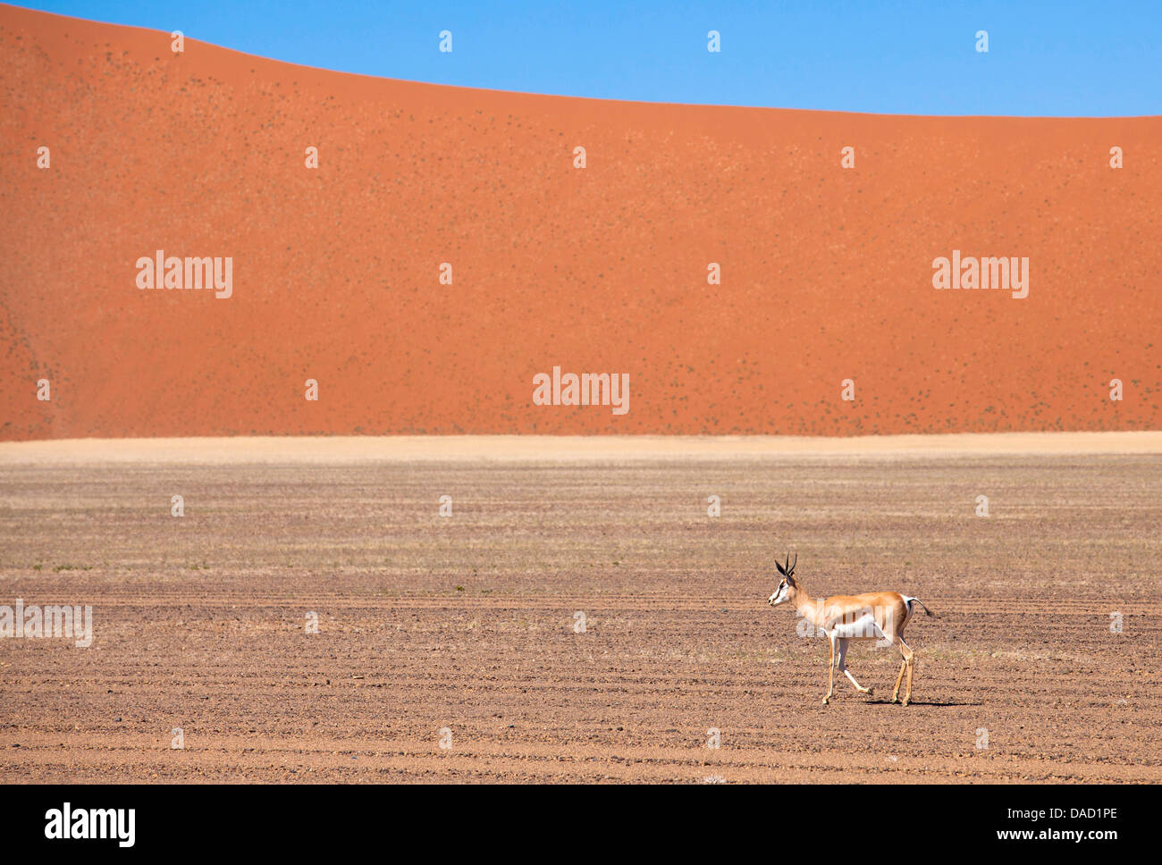 Springböcke und Orange Sanddüne in der alten Namib-Wüste in der Nähe von Sesriem, Namib Naukluft Park, Namibia, Afrika Stockfoto