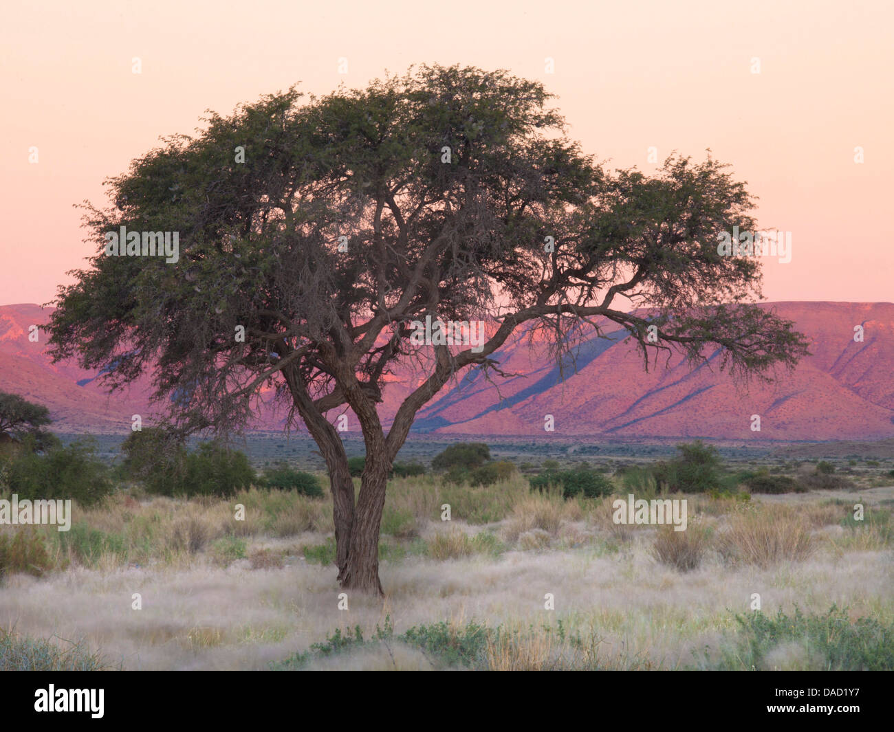 Camelthorn Baum gegen Sandsteingebirge, in der Nähe von Sesriem, Namib-Wüste Namib Naukluft Park, Namibia Stockfoto
