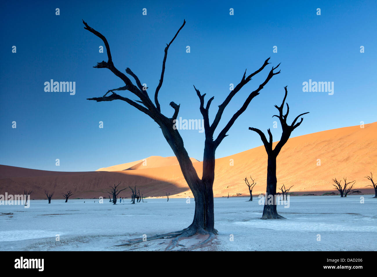 Tot Camelthorn Bäume, Dead Vlei, Namibwüste, Namib Naukluft Park, Namibia Stockfoto
