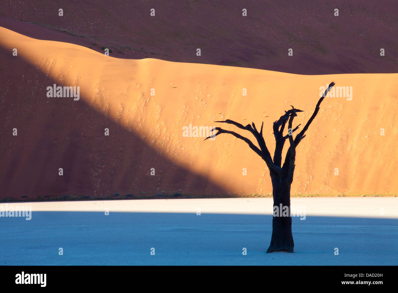 Toten Camelthorn Bäume im Dead Vlei, Namib-Wüste Namib Naukluft Park, Namibia Stockfoto