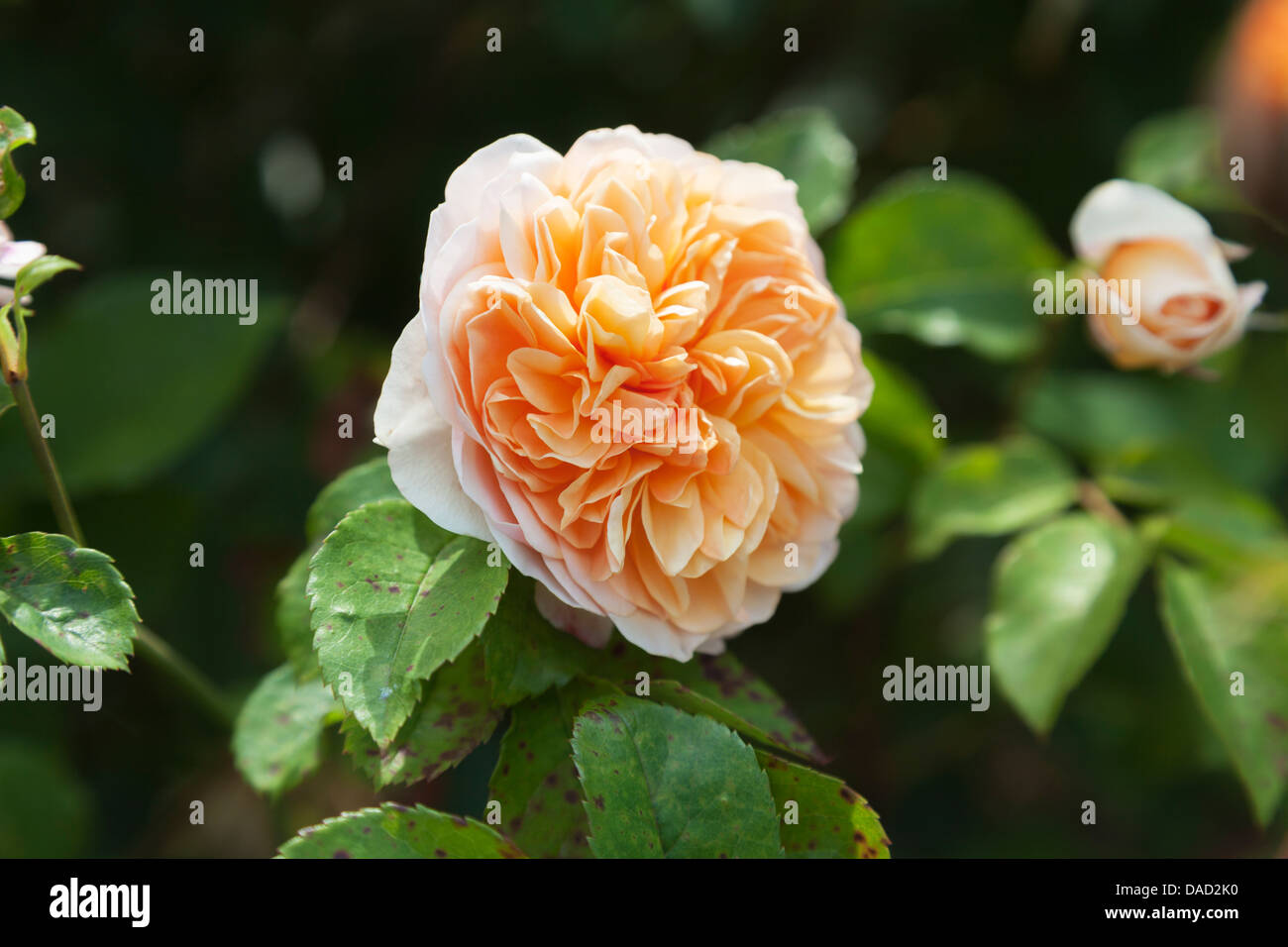 Rosa 'Port Sunlight', Auslofty - orange Rose von David Austin, in den Royal Horticultural Gärten in Wisley Stockfoto