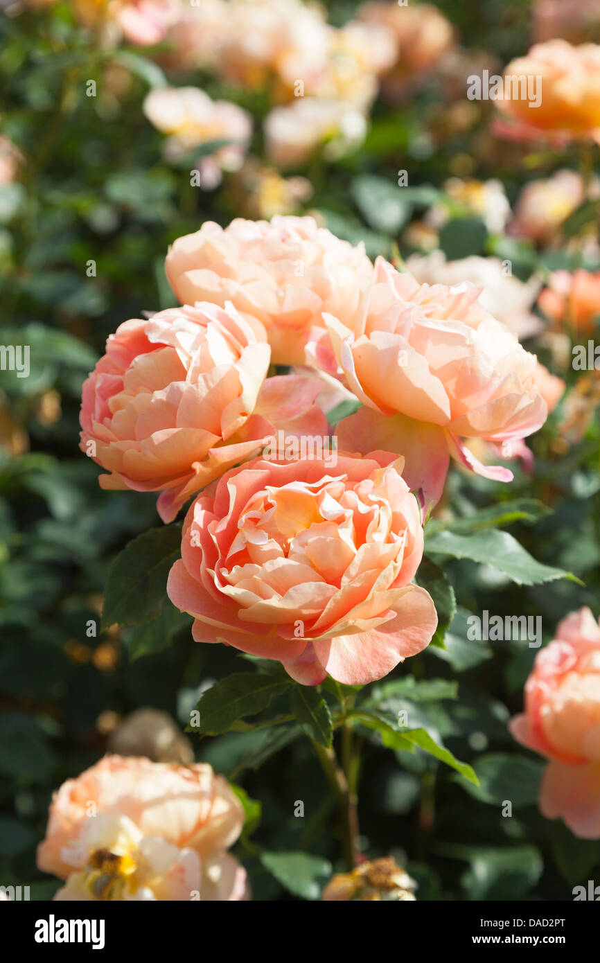 Rosa 'Port Sunlight', Auslofty - orange Rose von David Austin, in den Royal Horticultural Gärten in Wisley Stockfoto