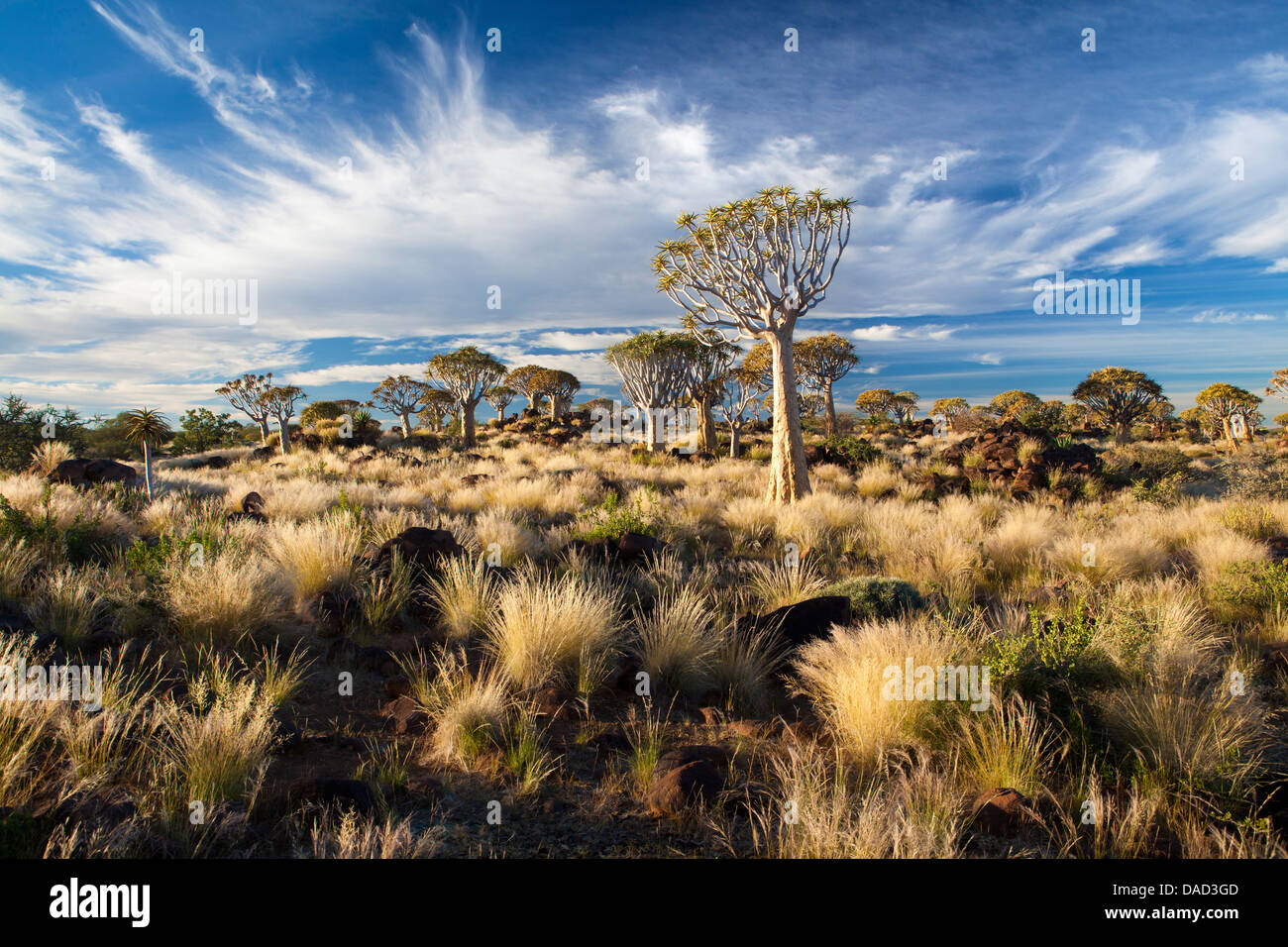 Köcherbäume (Aloe Dichotoma), genannt Kokerboom im Quivertree Forest auf Farm Gariganus in der Nähe von Keetmanshopp, Namibia Stockfoto