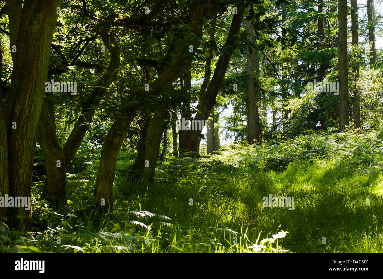 Bäume im Wald Mortimer, Shropshire, England Stockfoto