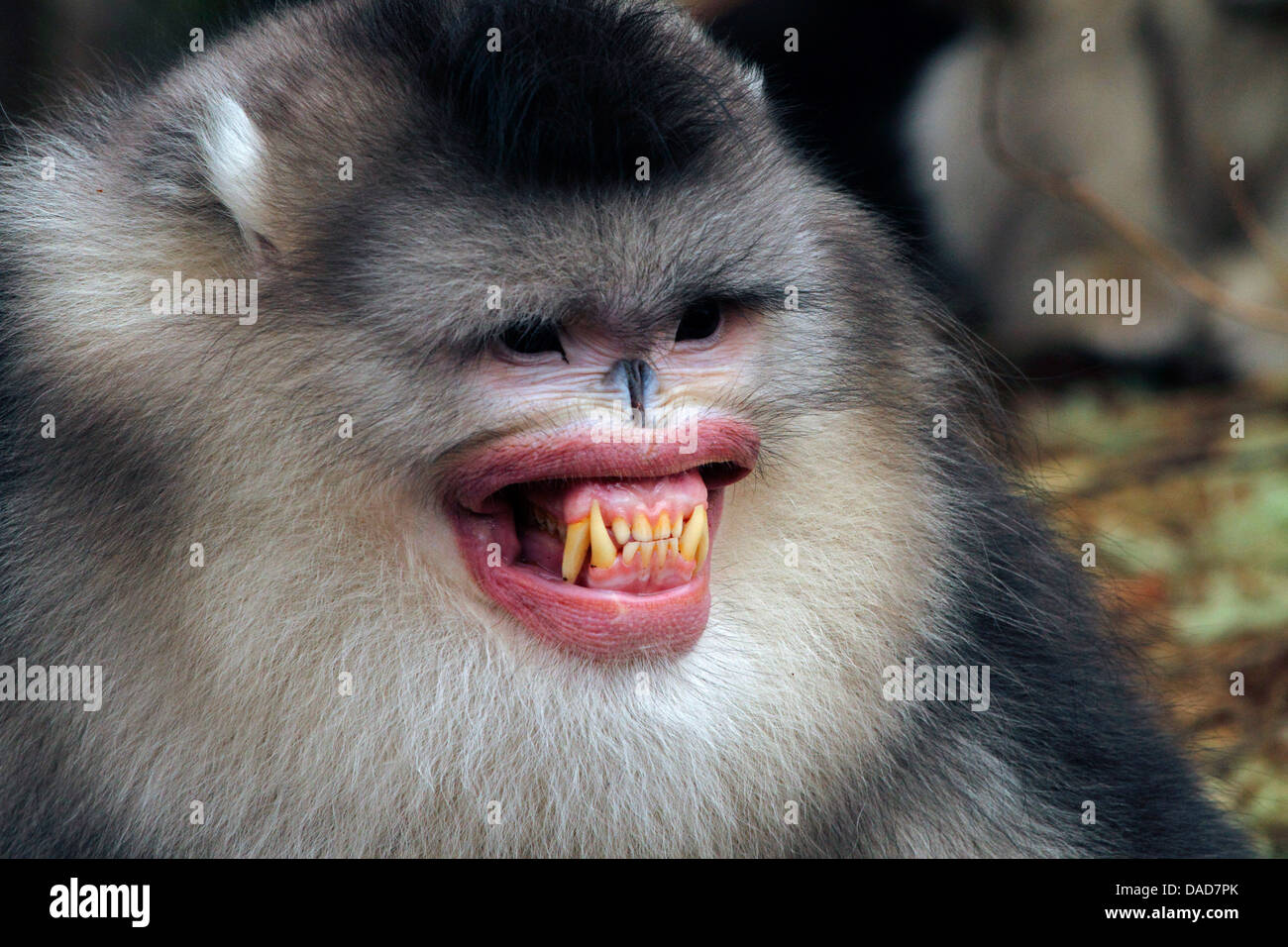 Schwarzen stupsnasige Affe, Yunnan stupsnasige Affe (Rhinopithecus Bieti), zeigen Dominanz, China, Yunnan, Baima Snow Mountain Nature Reserve Stockfoto