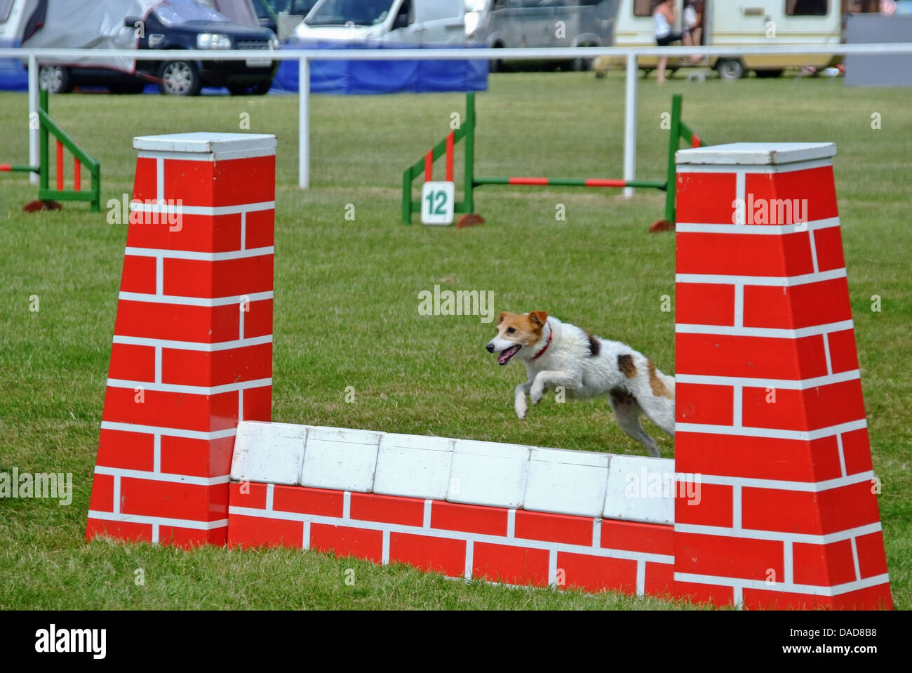 Terrier geht über Sprung Agilität Hundeausstellung Stockfoto