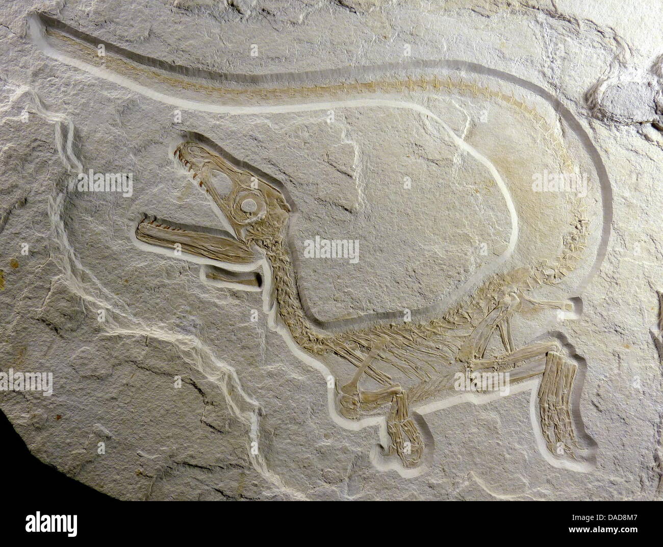 Ein undatiertes Foto zeigt ein Fossil von einem fleischfressenden Dinosaurier gefunden in einem Kalkstein in der Nähe von Kelheim, Deutschland. Die am besten erhaltene Dinosaurier-Fossil in Europa fand man in Bayern: das noch namenlose 72 Zentimeter lange junge Dinosaurier (Theropoda) ist fast vollständig erhaltener (98 Prozent) und damit eines der inhaltsreichste Ergebnisse weltweit nach Oliver Rauhut, Konservator des Bayerischen Stockfoto