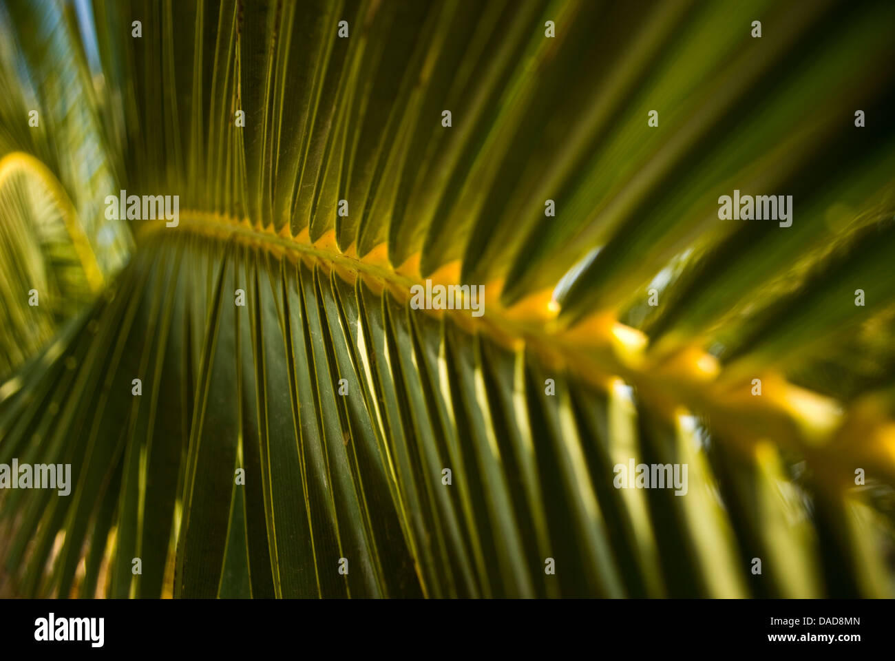 Grün, exotischen Palmen Baum Blatt Nahaufnahme Stockfoto