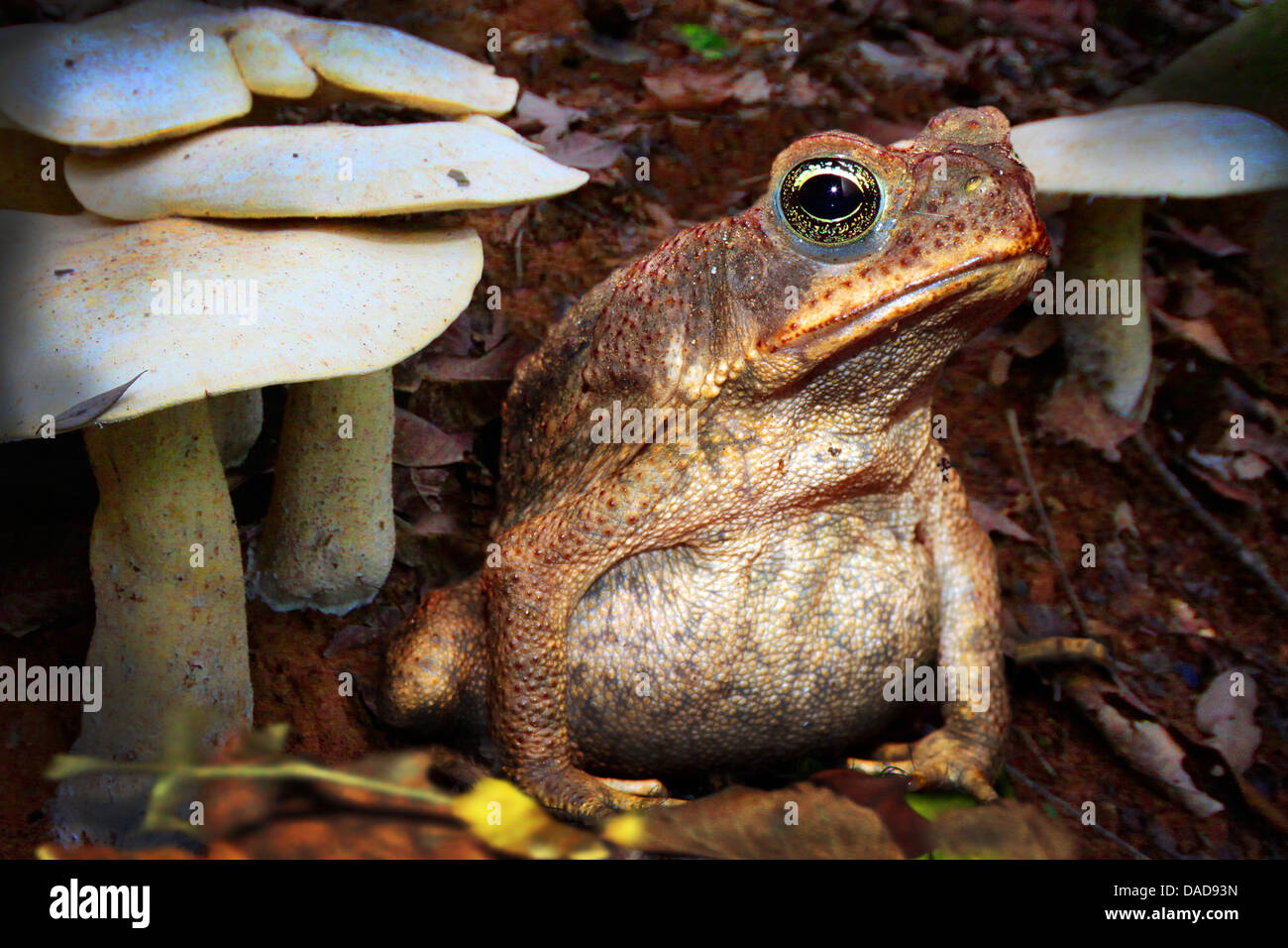 Riesige Kröte, Marine Kröte, Cane Toad, südamerikanische Neotropical Kröte (Bufo Marinus, Schädlingsbekämpfer Marina), sitzen auf Waldboden unter den Pilzen, Costa Rica Stockfoto