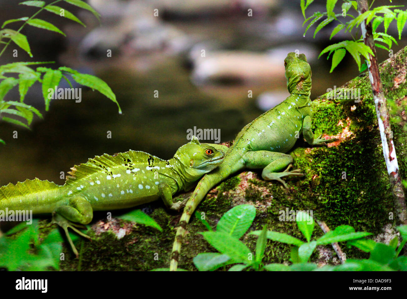 grüne Basilisk, gefiederte Basilisk, Doppelcrested Basilisken